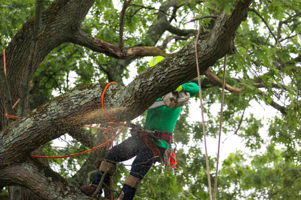 How Our Tree Care Process Works  in  Bryn Mawr Skyway, WA